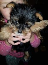 Puppies for sale yorkshire terrier, male and female - USA, District Of Columbia. Price 350 $