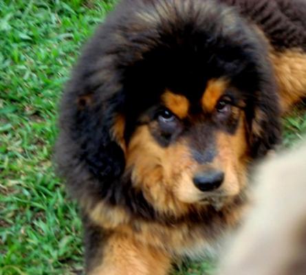 Продам щенка Тибетский мастиф - Россия, Барнаул. Цена 20000 рублей