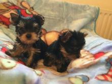 Puppies for sale yorkshire terrier, top quality male and female yorkie puppies  Источник материала: https://dog.pet2me.com/en/ad/adddb/ - USA, California, San Diego, San Diego. Price 420 $