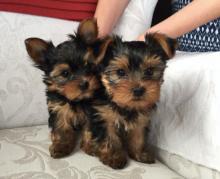 Puppies for sale yorkshire terrier, cute healthy yorkie puppies  - USA, Michigan, Detroit, Detriot. Price 420 $