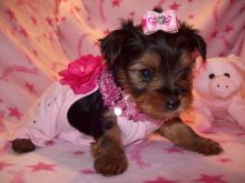 Puppies for sale yorkshire terrier - USA, Nebraska. Price 420 $