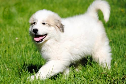 Продам щенка Пиренейская горная собака - Россия, Санкт-Петербург. Цена 60000 рублей