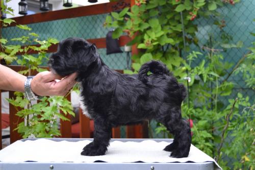 Продам щенка Тибетский терьер - Словакия, Братислава. Цена 1000 евро