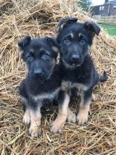 Puppies for sale german shepherd dog - Belarus, Minsk
