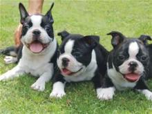 Puppies for sale boston terrier - Malta, Valletta