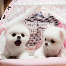 Puppies for sale pomeranian spitz - Tajikistan, Istaravshan. Price 300 $