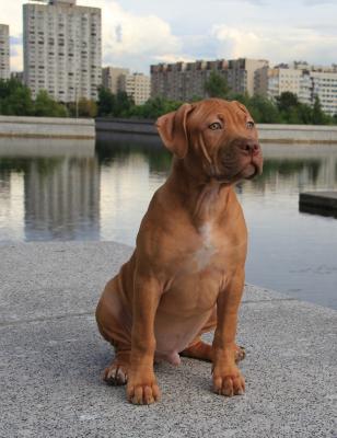 Продам щенка Американский питбультерьер - Россия, Санкт-Петербург. Цена 45000 рублей