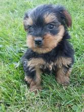 Puppies for sale yorkshire terrier - Moldova, Cahul
