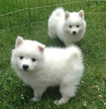 Puppies for sale eskimo dog - Canada, Alberta, Edmonton