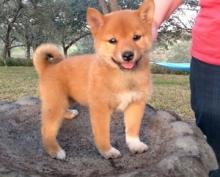 Puppies for sale other breed, shiba inu - Austria, Vienna