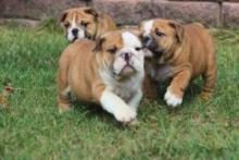 Puppies for sale english bulldog - Austria, Vienna