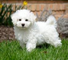 Puppies for sale bichon - Canada, Alberta, Edmonton