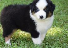 Puppies for sale australian shepherd - Germany, Munich