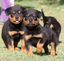 Puppies for sale rottweiler - Austria, Vienna