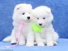 Puppies for sale samoyed dog (samoyed) - Canada, Alberta, Edmonton