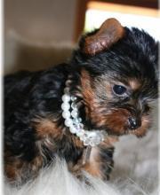 Puppies for sale yorkshire terrier - USA, Kansas