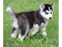 Puppies for sale other breed, siberian husky - Germany, Munich