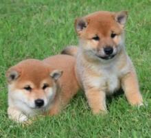 Puppies for sale other breed, shiba inu - Germany, Munich