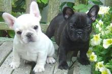 Puppies for sale french bulldog - Austria, Vienna