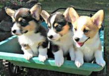 Puppies for sale other breed, pembroke welsh corgi - Germany, Munich