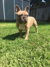 Puppies for sale french bulldog - Sweden, Helsingborg