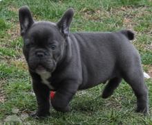 Puppies for sale french bulldog - USA, Florida