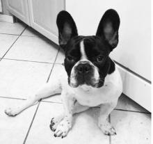 Puppies for sale french bulldog - Italy, San Remo