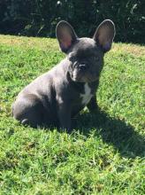 Puppies for sale french bulldog - Germany, Stuttgart