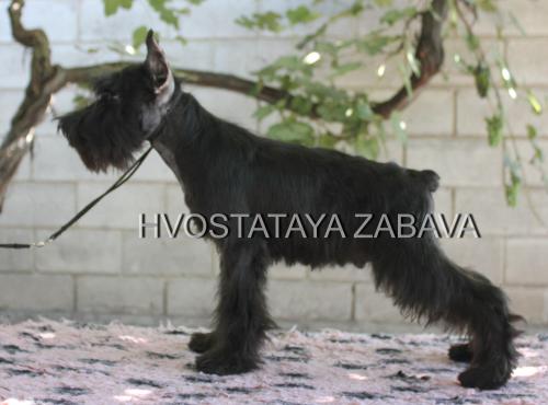 Продам щенка Цвергшнауцер - Украина, Львов. Цена 500 долларов