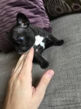 Puppies for sale french bulldog - Netherlands, Amsterdam