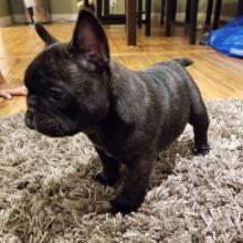 Puppies for sale french bulldog - Netherlands, Amsterdam