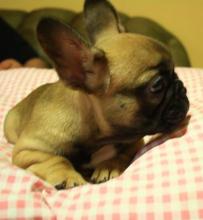 Puppies for sale french bulldog - Netherlands, Dordrecht