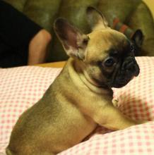 Puppies for sale french bulldog - Netherlands, Arnhem