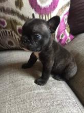 Puppies for sale french bulldog - Netherlands, Rotterdam