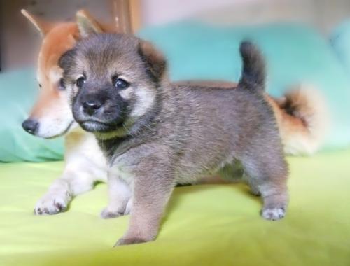 Продам щенка Акита, акита-ину - Россия, Омск