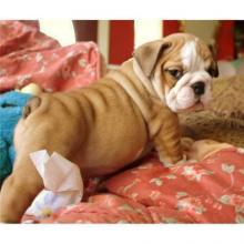 Puppies for sale english bulldog - Latvia, Balvi