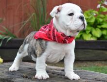 Puppies for sale english bulldog - Latvia, Cesis