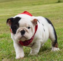 Puppies for sale english bulldog - Latvia, Dobele