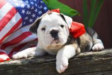 Puppies for sale english bulldog - Latvia, Aluksne