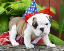 Puppies for sale english bulldog - Latvia, Bauska