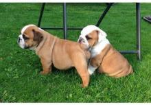 Puppies for sale english bulldog - Latvia, Talsi