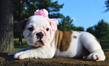 Puppies for sale english bulldog - Latvia, Kuldiga