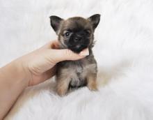 Puppies for sale chihuahua - Greece, Athens, athens. Price 250 €