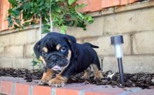 Puppies for sale english bulldog - United Kingdom, London, London. Price 800 €