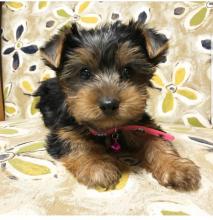 Puppies for sale yorkshire terrier - USA, Vermont