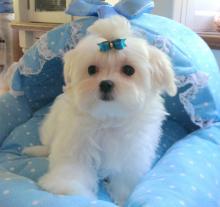 Puppies for sale maltese - Latvia, Balvi