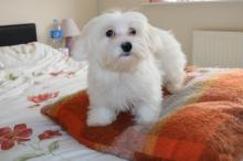 Puppies for sale maltese - Austria, Linz