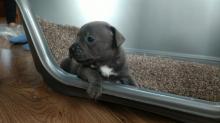 Puppies for sale staffordshire bull terrier - Greece, Heraklion. Price 300 €