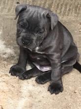 Puppies for sale staffordshire bull terrier - Ireland, Dublin. Price 300 €