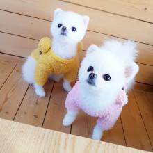 Puppies for sale pomeranian spitz - Latvia, Riga. Price 300 $